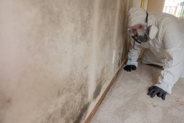 Professional Mold Removal & Remediation in Eastlake, OH